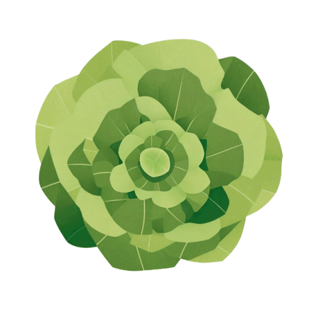 Butterhead-lettuce-PNG