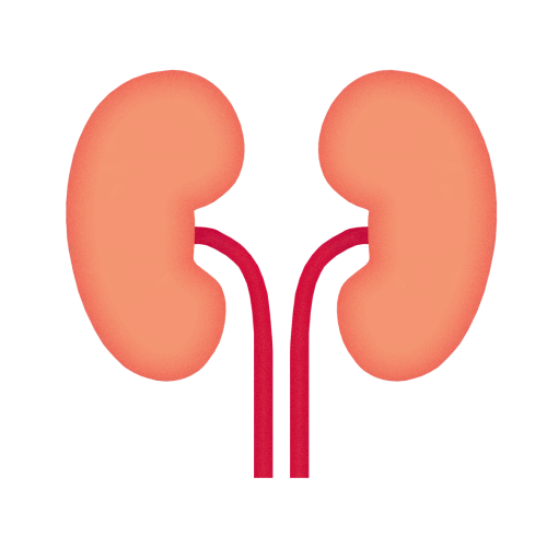 Kidney-PNG Kodneys