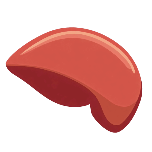 Liver2-PNG Liver