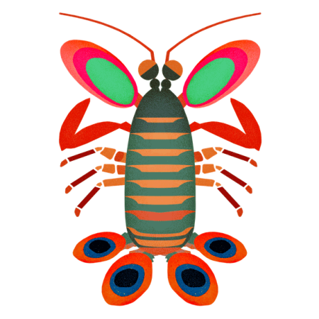 Mantis-Shrimp