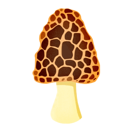 Morel