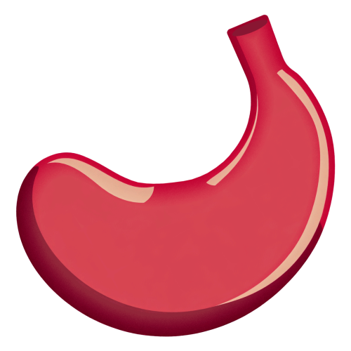 Stomach-PNG Stomach