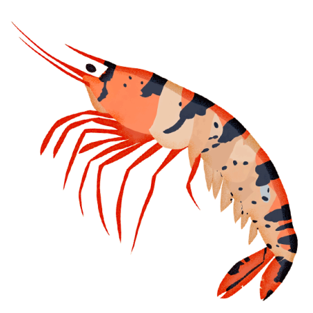 Tiger-Shrimp